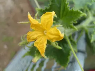 黄瓜黄色花朵