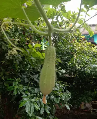 植株上的黄瓜果实发育实例