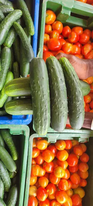 采收后的商品黄瓜；商品采收阶段早于留种果的生理成熟