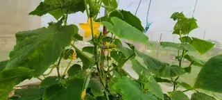 设施黄瓜植株实拍