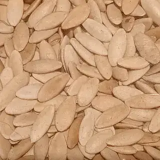 黄瓜种子实拍
