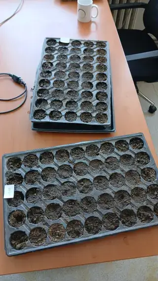 辣椒与番茄出苗穴盘：辣椒在画面下方，番茄在上方