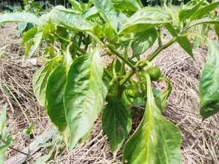 植株上的绿色甜椒果实发育实例