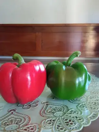 采收后的红、绿甜椒果实：不同成熟状态实例
