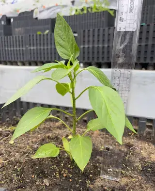 红彩椒幼苗实拍