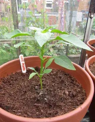 温室中的年轻甜椒植株
