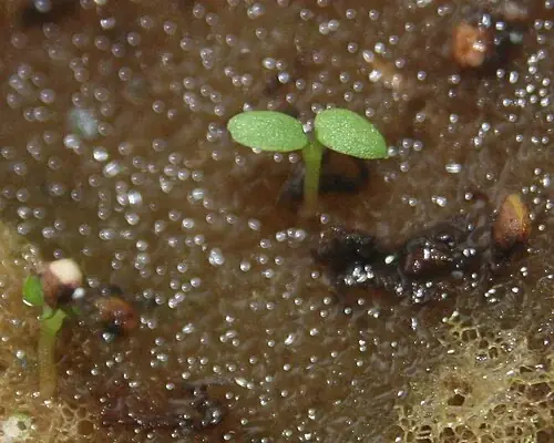园艺草莓种子繁殖幼苗的子叶阶段；与生产常用匍匐茎繁殖不同
