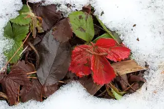 冬季积雪下的草莓植株；雪景不能单独证明已满足品种冷量要求