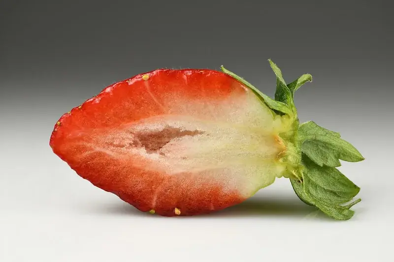 草莓果实纵切面：观察膨大的花托