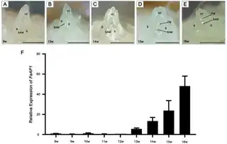 红颜园艺草莓花芽分化的生长点显微照片：原图1 A–E，含1 mm标尺，F为表达统计；9–16周仅为本试验时间线，不能作为所有品种的统一分化周数
