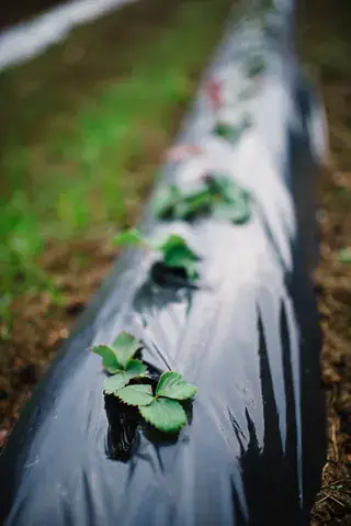 覆盖保护的设施草莓育苗实例