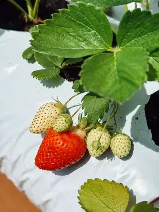 同株草莓上的绿色幼果与红色成熟果
