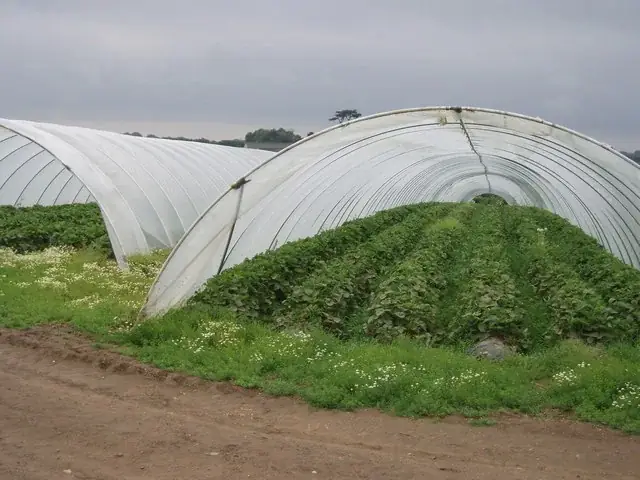 拱棚草莓设施栽培实例