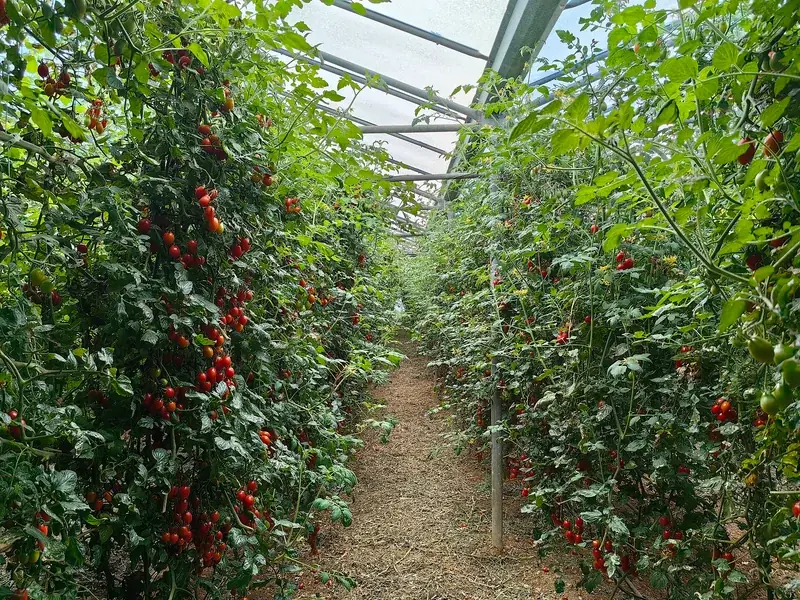 温室番茄叶片与结果冠层