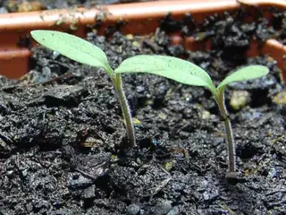 番茄萌发幼苗；原图记录播种后第七天，日期仅适用于该拍摄实例