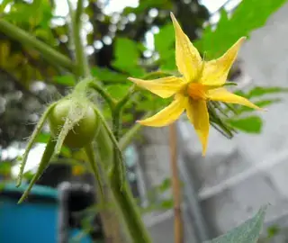 同一番茄花序上的花与幼果