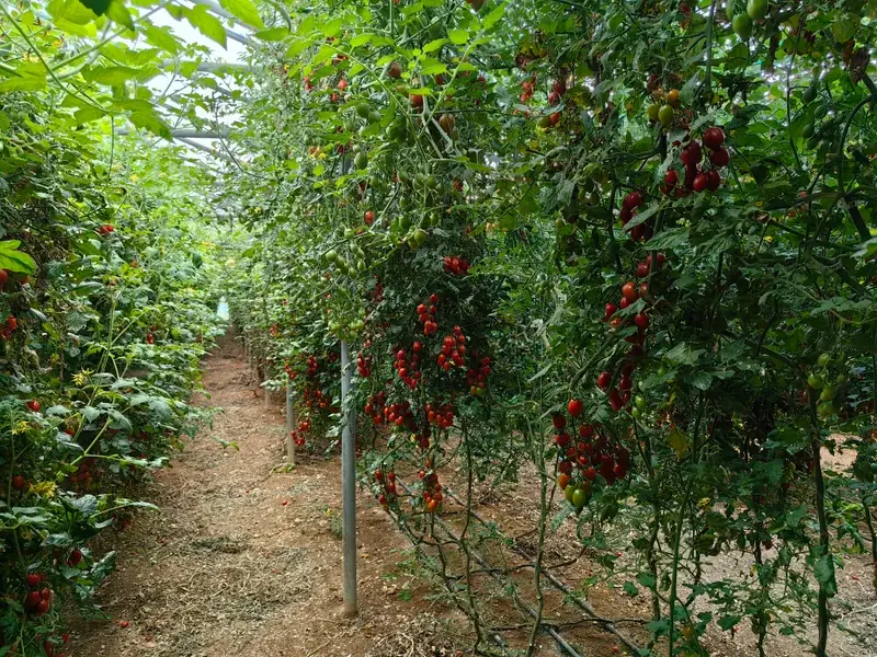 设施番茄结果冠层：希腊温室实例