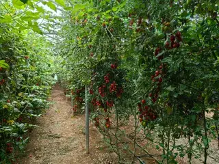 设施番茄结果冠层：希腊温室实例
