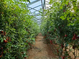 温室番茄的结果与转色阶段实例