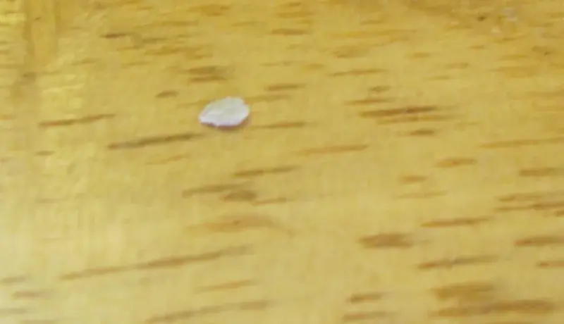 番茄种子实拍