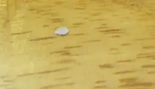 番茄种子实拍