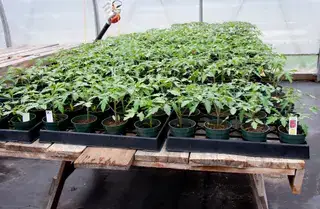 温室育苗台上展开多片真叶的番茄苗：移栽前批次实拍