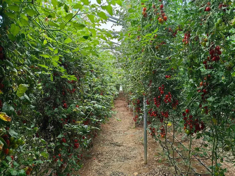 设施番茄吊蔓与冠层管理实例