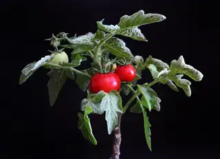 番茄植株的营养器官结构